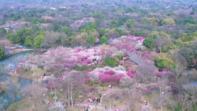 航拍杭州西溪湿地梅花