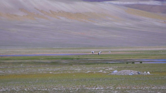 生物多样性 高原物种 西藏湿地 阿里湿地