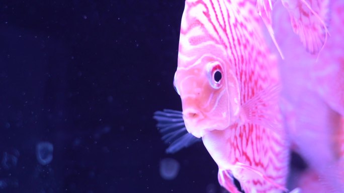 粉色热带鱼