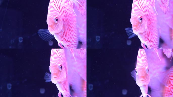 粉色热带鱼