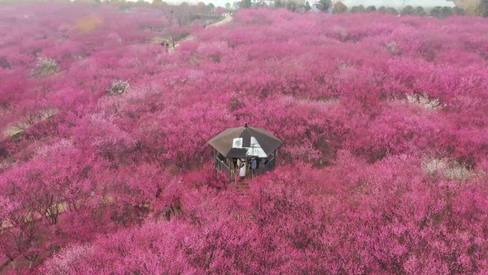 梅花盛开引客来