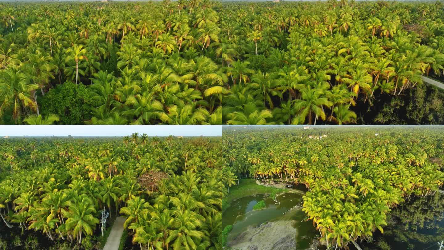 海南文昌椰子树林椰林风情航拍4K