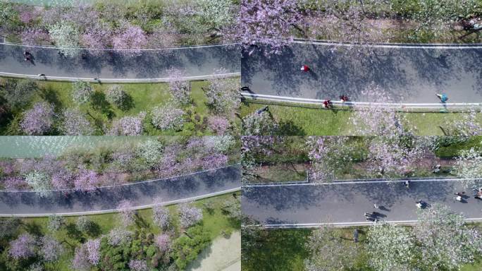 广州海珠国家湿地公园紫荆花海航拍俯拍集锦