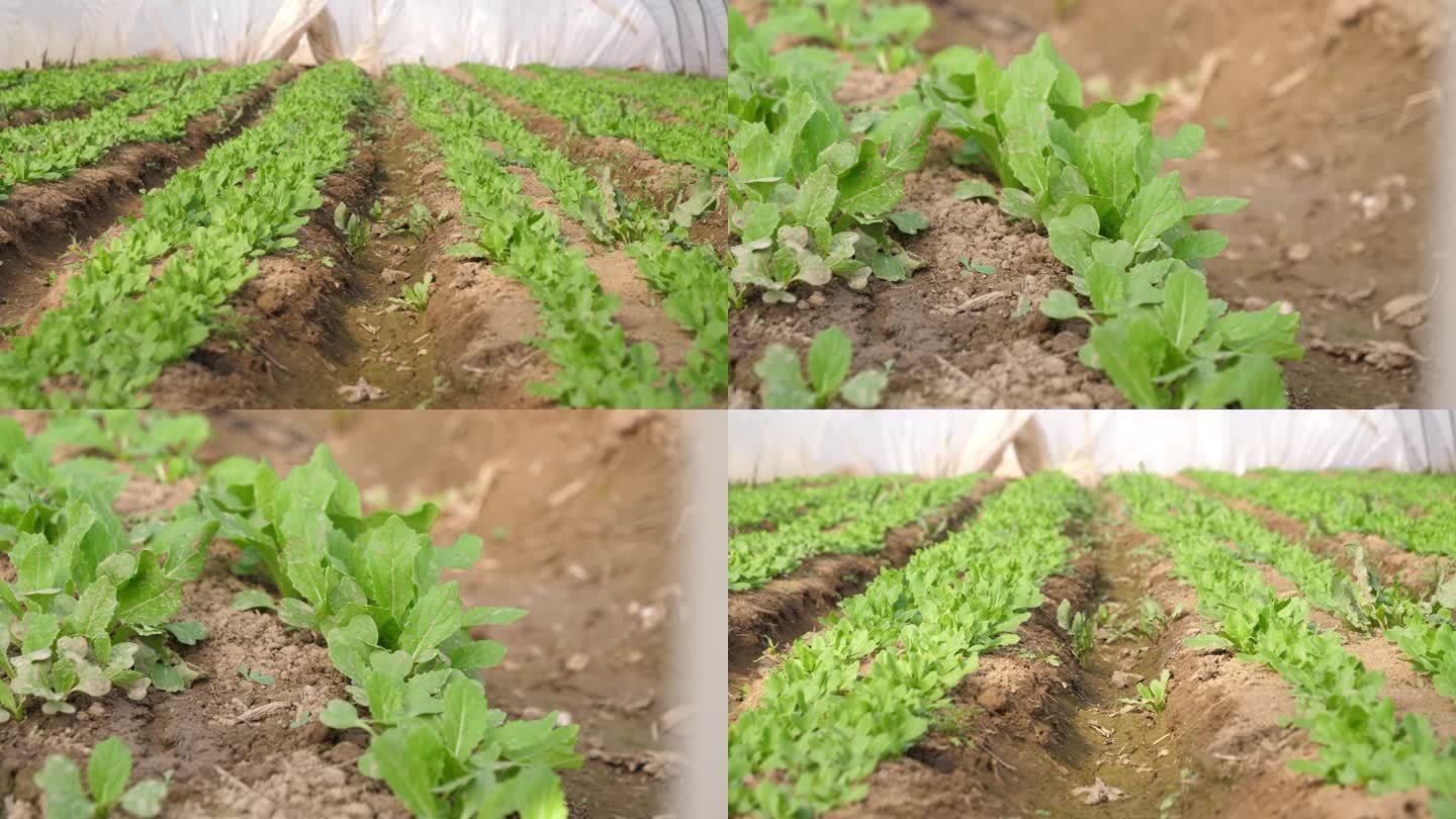 青菜 大棚种植 绿色熟菜 小白菜熟菜种植