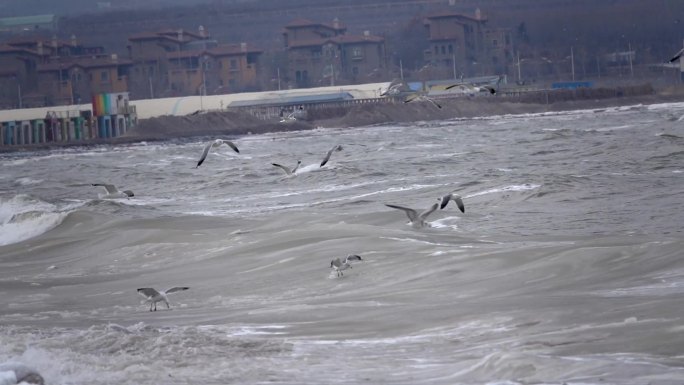 冬天海边海面上大浪淘沙飞行的海鸥海鸟慢镜