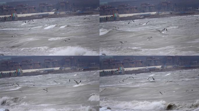 冬天海边海面上大浪淘沙飞行的海鸥海鸟慢镜