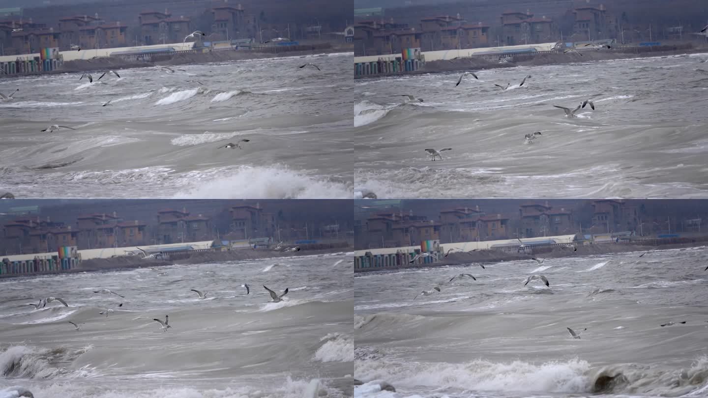 冬天海边海面上大浪淘沙飞行的海鸥海鸟慢镜