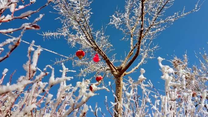 雾淞白雪蓝天，灯笼高挂雪打灯，小雪节气