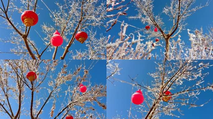 雾淞白雪蓝天，灯笼高挂雪打灯，小雪节气