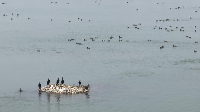 航拍襄阳汉江国家湿地公园候鸟群自然风光