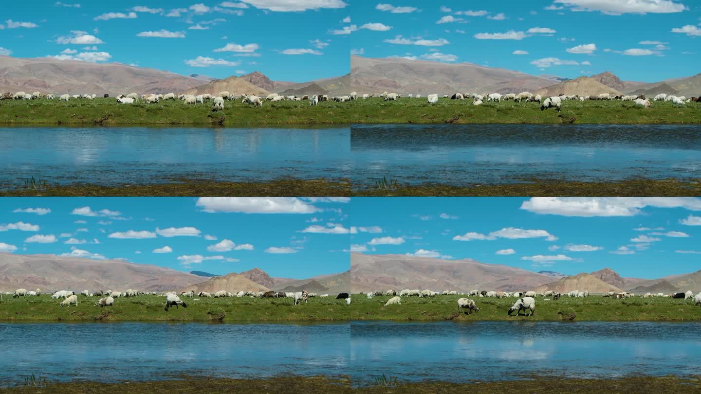 湿地牧场 放羊 牧羊 牧羊女 放山羊