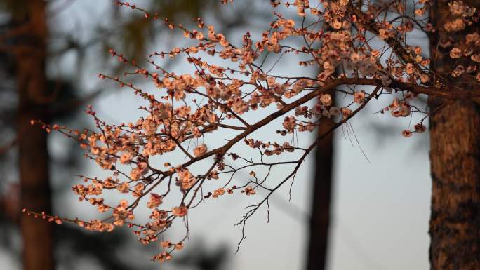 春天开放的梅花