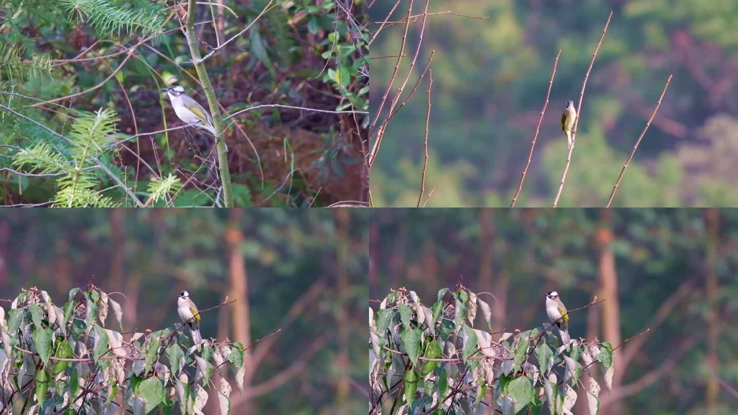4K60P 小鸟白头鹎白头翁鸟类高速摄影