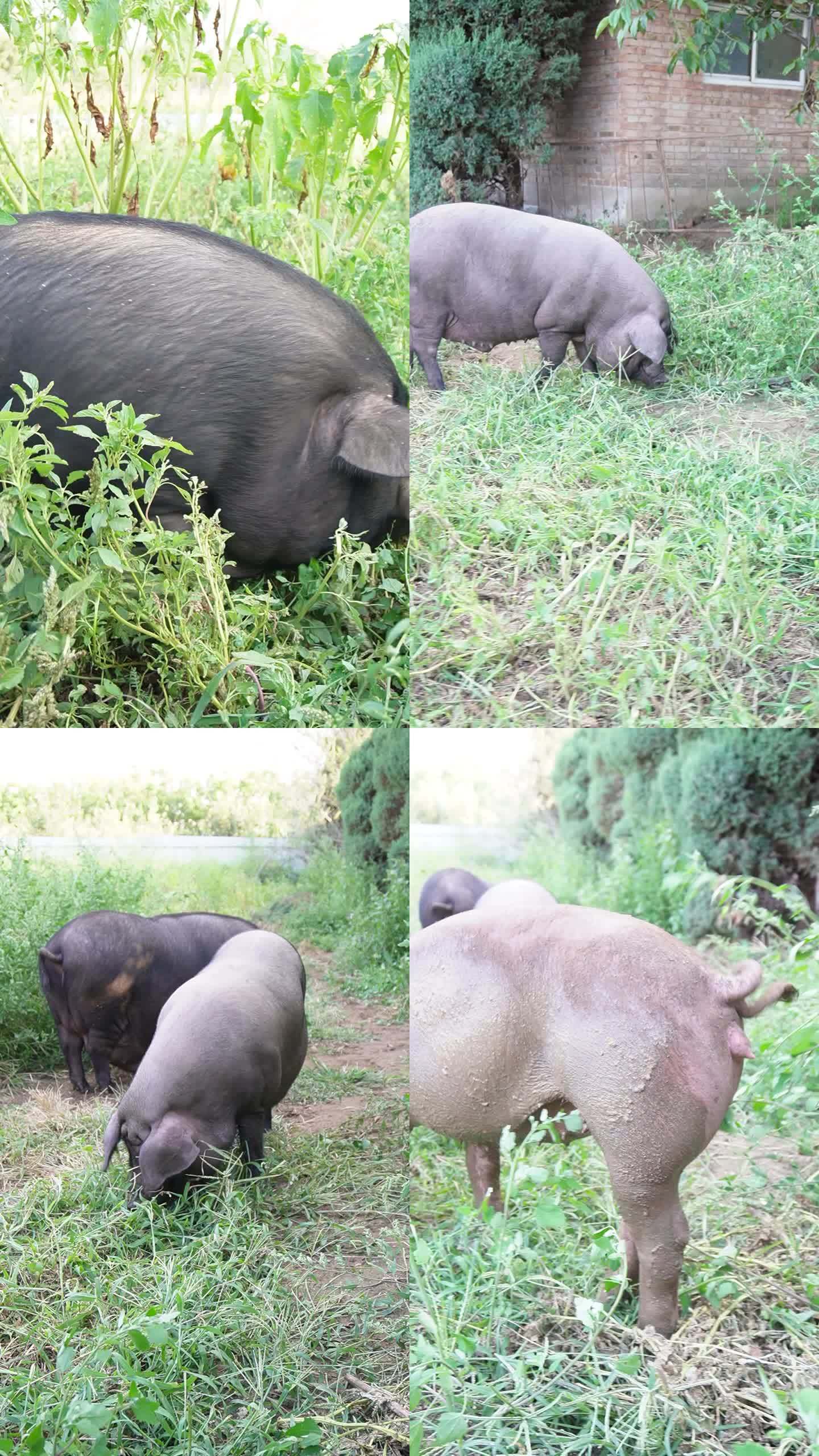 黑猪 猪肉 猪头 山猪 养殖