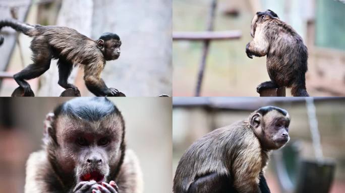 碧峰峡野生动物园南美洲洲动物黑帽悬猴