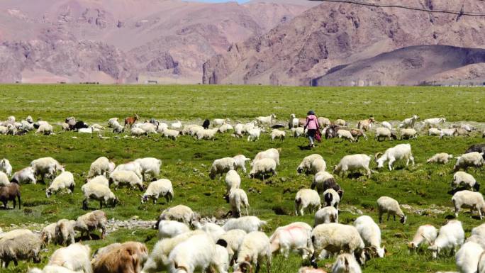 牧羊女 放山羊 放绵羊 西藏山羊