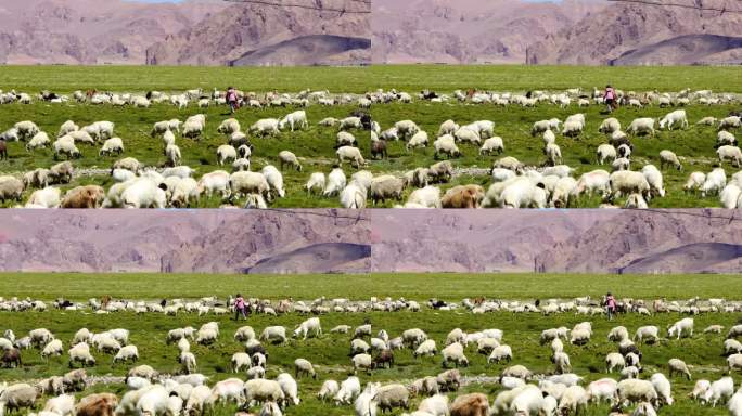 牧羊女 放山羊 放绵羊 西藏山羊