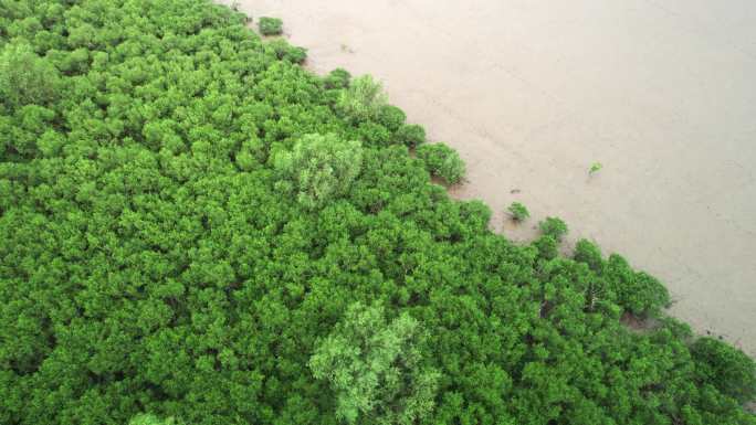 江门台山镇海湾红树林自然保护区航拍