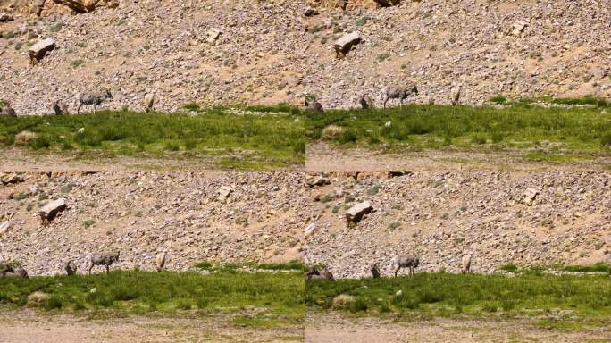 岩羊吃草 野生保护区岩羊 岩羊繁殖