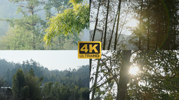 4K清晨阳光下充满雾气竹林视频素材
