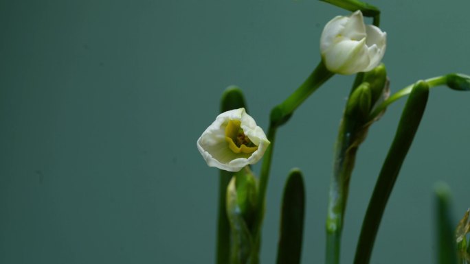 十大名花水仙花开花延时