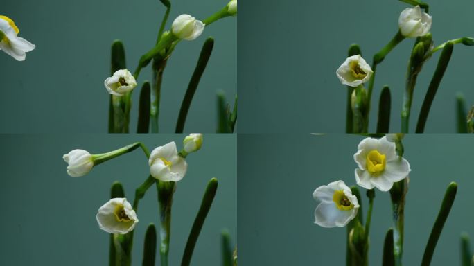 十大名花水仙花开花延时