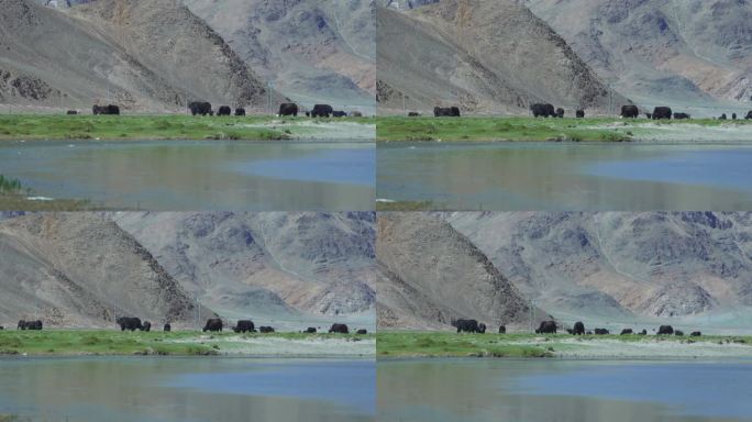 高原物种 西藏湿地 阿里湿地 拉萨湿地