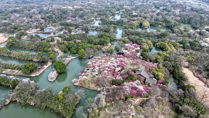 杭州西溪湿地航拍全景春天梅花盛开探梅