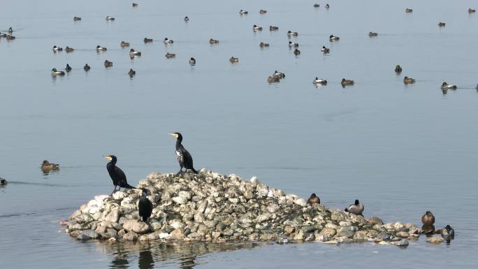襄阳汉江国家湿地公园候鸟群自然风光