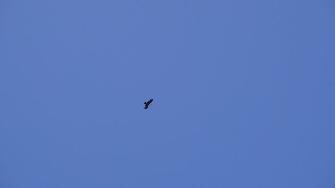4K鱼鹰翱翔在蓝色的天空