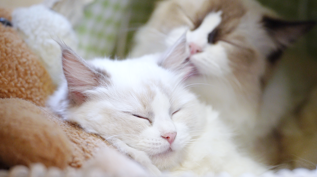 猫咪吃喝睡觉日常
