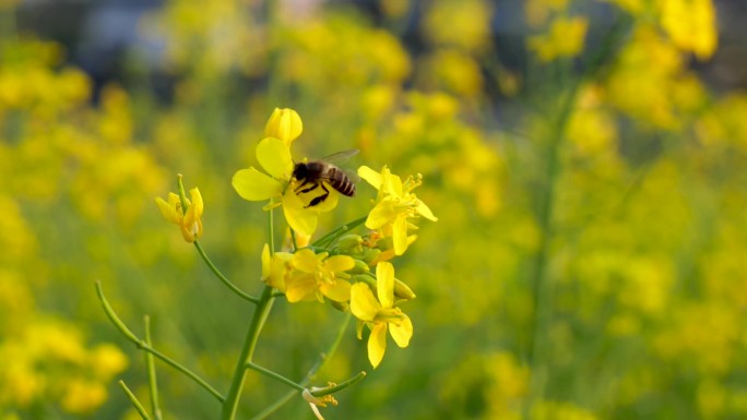 菜花蜜蜂蜜蜂蜜蜂菜花昆虫野油蜂蜜蜂
