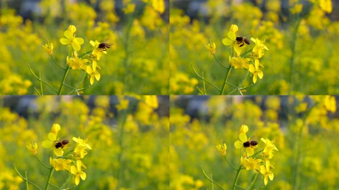 菜花蜜蜂蜜蜂蜜蜂菜花昆虫野油蜂蜜蜂