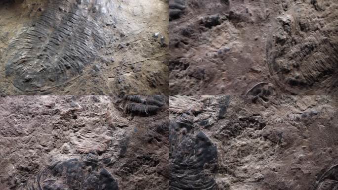 【镜头合集】三叶虫化石远古考古  (1)