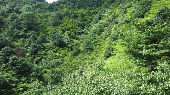 航拍4K竹林大山深林深山