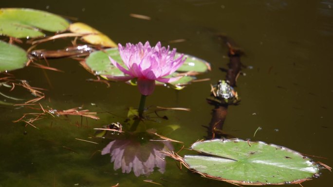 【镜头合集】青蛙蛤蟆两栖动物池塘(2)