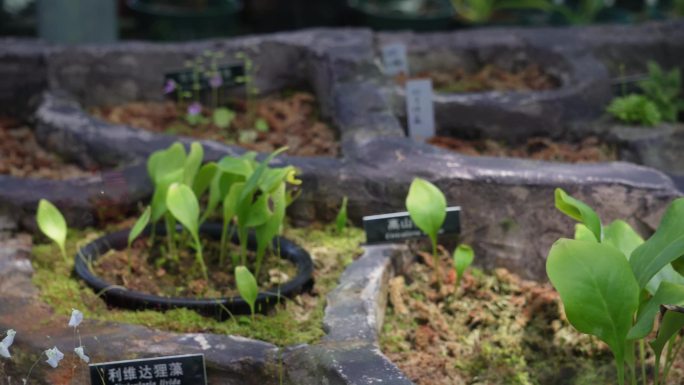 【镜头合集】苔藓热带植物捕蝇草雨林(2)