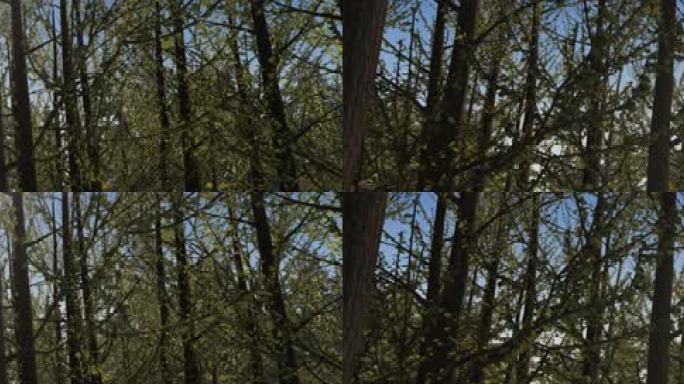 【超写实】森林循环
