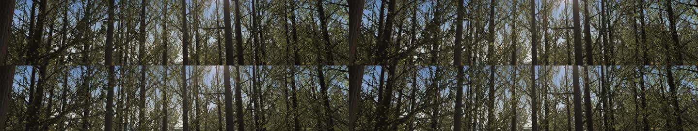 【超写实】森林循环