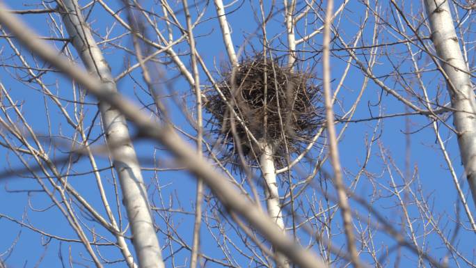 杨树树林高高的枝头一只大大的鸟巢