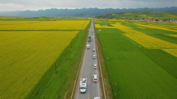 青海门源油菜花海越野车4K航拍