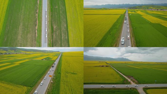 青海门源油菜花海越野车4K航拍