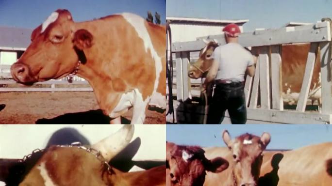 60年代养殖奶牛