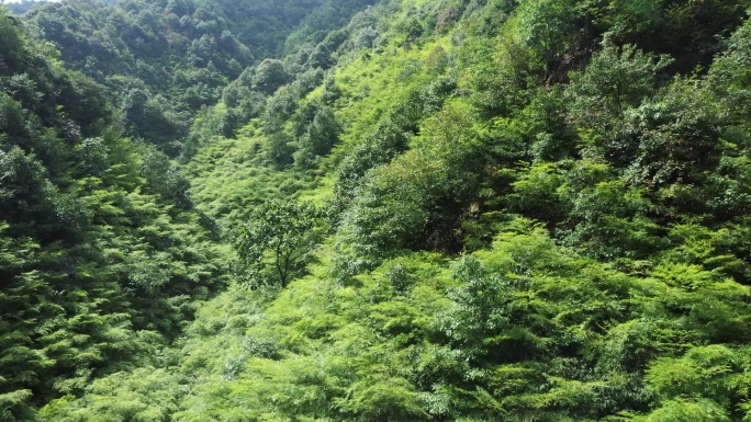 航拍4K 大山深山竹子竹林竹影毛竹