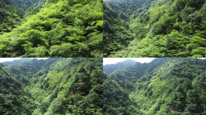 航拍4K 大山深山竹子竹林竹影毛竹