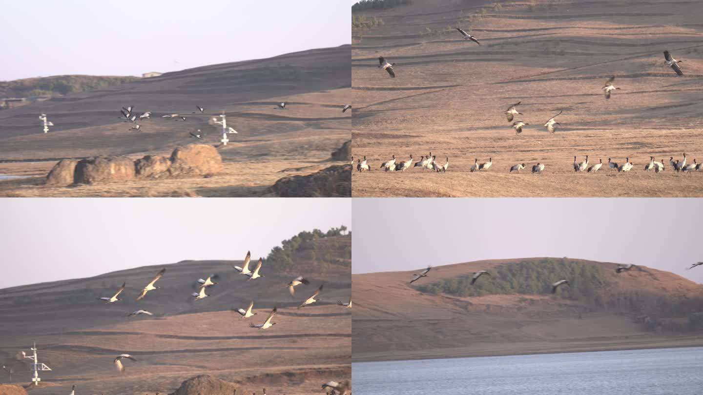 4K拍摄 云南大山包黑颈鹤飞翔