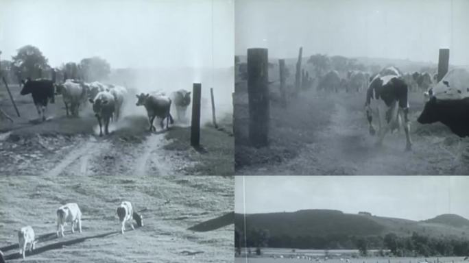 上世纪奶牛牧场 奶牛养殖 牧场浇水