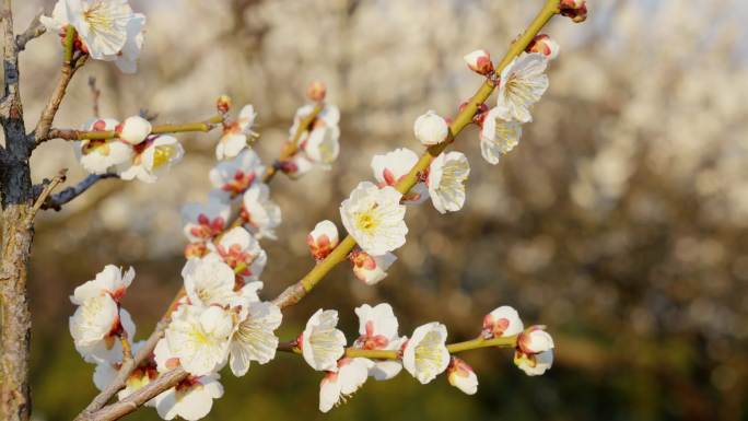 梅花 古建筑 阁楼 4K 50P