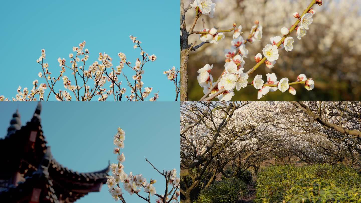 梅花 古建筑 阁楼 4K 50P