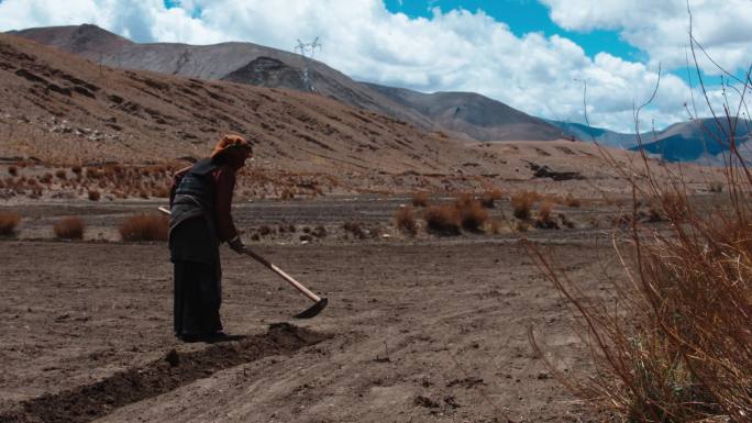 西藏藏民在地里种植青稞